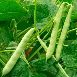 Kidney Beans